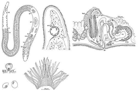 Image of Coelogynopora falcaria Ax & Sopott-Ehlers 1979