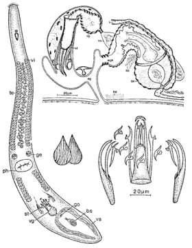 Coelogynopora forcipis Sopott-Ehlers 1976的圖片