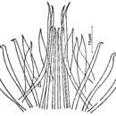 Image of Coelogynopora frondifera Ax & Sopott-Ehlers 1979