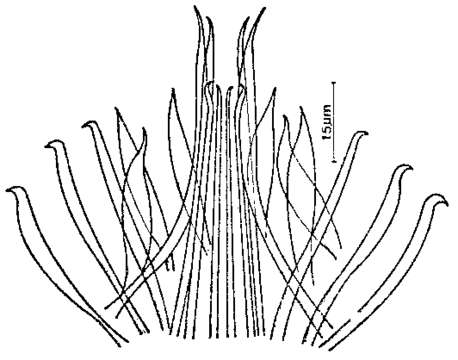 Image of Coelogynopora frondifera Ax & Sopott-Ehlers 1979
