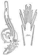 Image of Coelogynopora gallica Sopott-Ehlers 1976