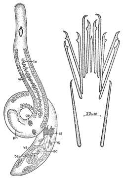 Image of Coelogynopora gallica Sopott-Ehlers 1976