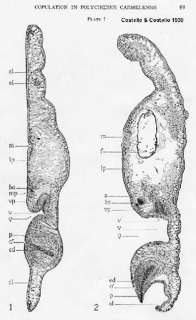 Image of Polychoerus