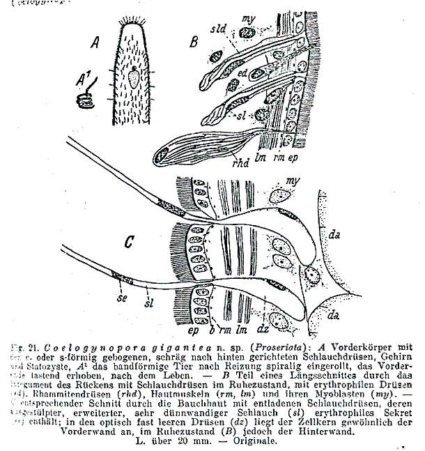 Image of Coelogynopora gigantea Meixner 1938