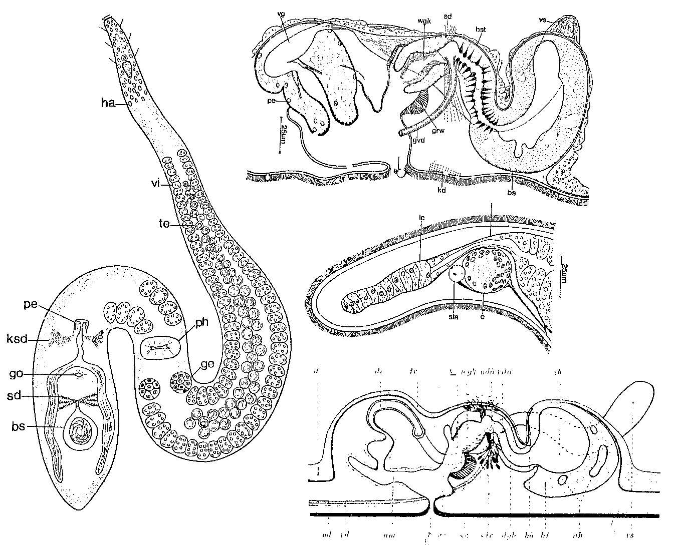 Image of Coelogynopora gynocotyla Steinböck 1924