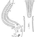 Coelogynopora hamulis Sopott-Ehlers 1980的圖片