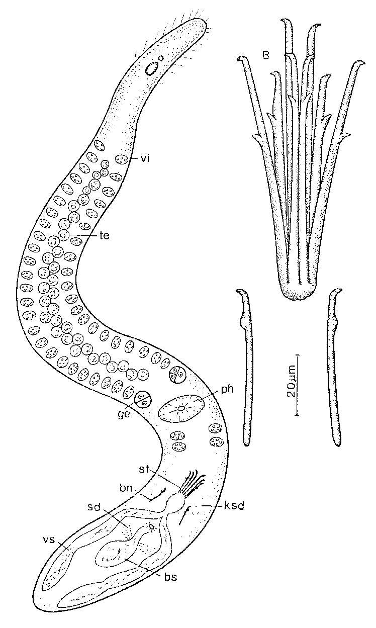 Image of Coelogynopora hamulis Sopott-Ehlers 1980