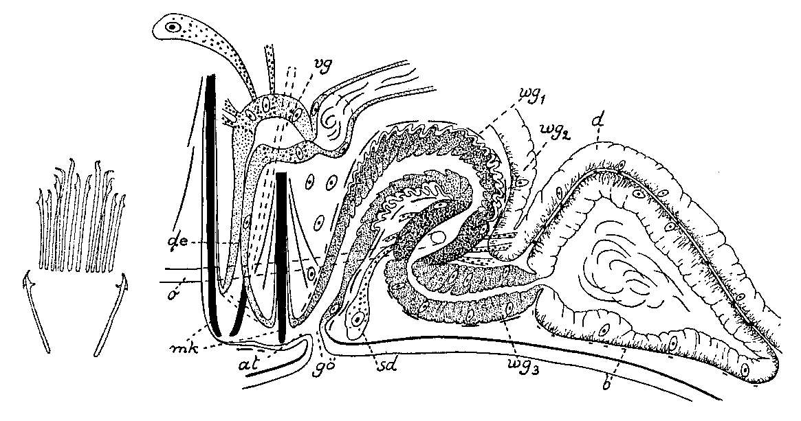 Image of Coelogynopora hangoensis Karling 1953