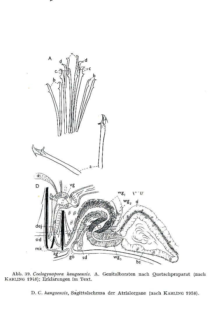 Image of Coelogynopora hangoensis Karling 1953