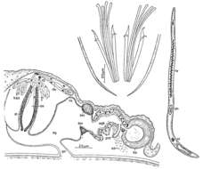 Image of Coelogynopora nodosa Ax & Sopott-Ehlers 1979