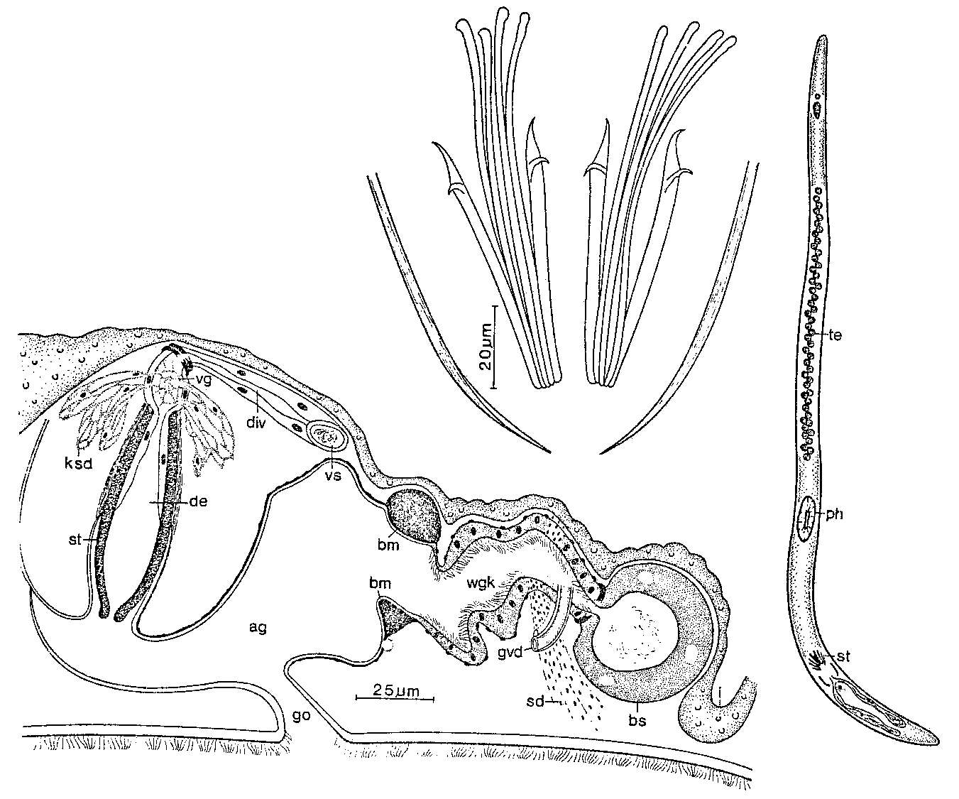 Image of Coelogynopora nodosa Ax & Sopott-Ehlers 1979