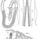 Image of Coelogynopora scalpri Ax & Sopott-Ehlers 1979
