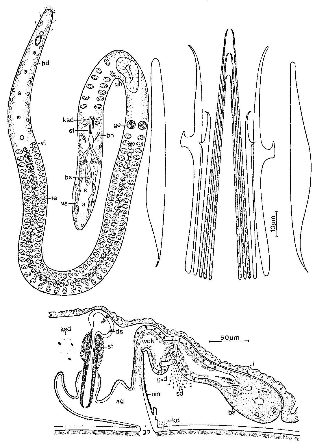 Image of Coelogynopora scalpri Ax & Sopott-Ehlers 1979