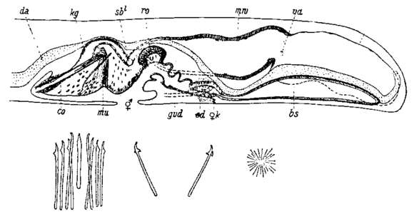 Image of Coelogynopora schulzii Meixner 1938