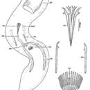 Image of Coelogynopora solifer Sopott 1972