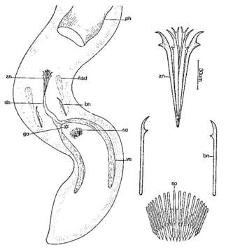 Image of Coelogynopora solifer Sopott 1972