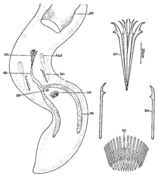 Coelogynopora solifer Sopott 1972的圖片