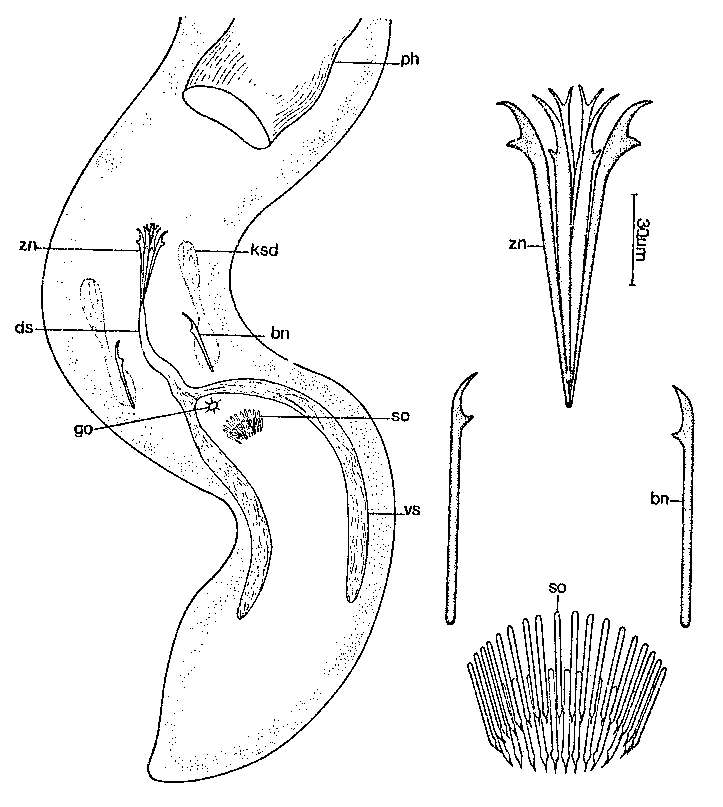 Image of Coelogynopora solifer Sopott 1972