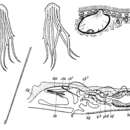 Image of Coelogynopora tenuis Meixner 1938