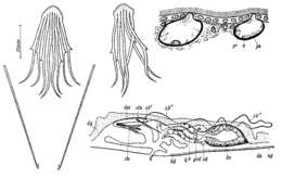 Coelogynopora tenuis Meixner 1938的圖片