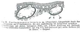 Image of Coelogynopora tenuis Meixner 1938