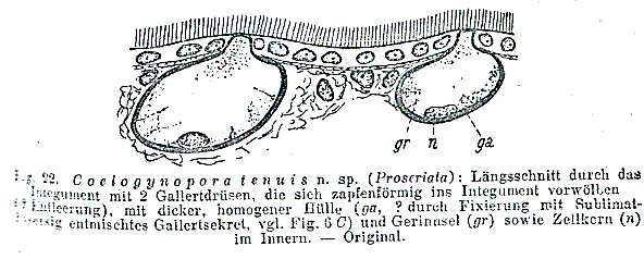 Image of Coelogynopora tenuis Meixner 1938