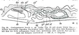 Image of Coelogynopora tenuis Meixner 1938