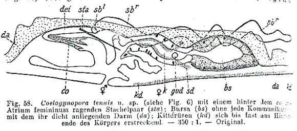 Coelogynopora tenuis Meixner 1938的圖片