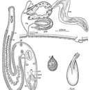 Image of Invenusta aestus Sopott-Ehlers 1976