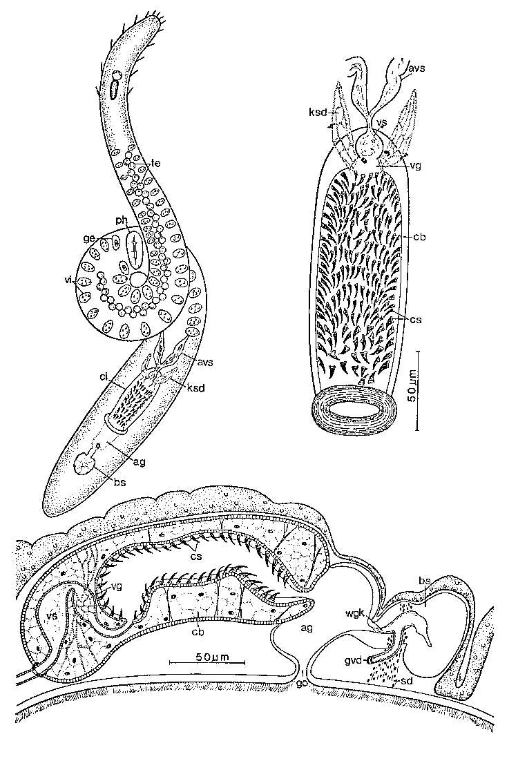 Image of Vannuccia