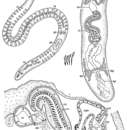 Image of Vannuccia rotundouncinata Ax & Sopott-Ehlers 1979
