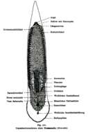 Image of Monocelididae