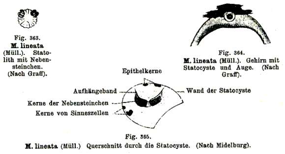 Image of Monocelididae