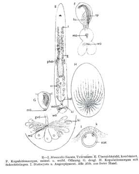 Слика од Monocelididae