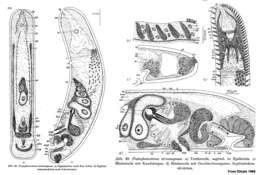 Image of Postaphanostoma