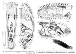 Image de Postaphanostoma