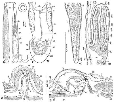 Image of Monocelis colpotriplicis Tajika 1982