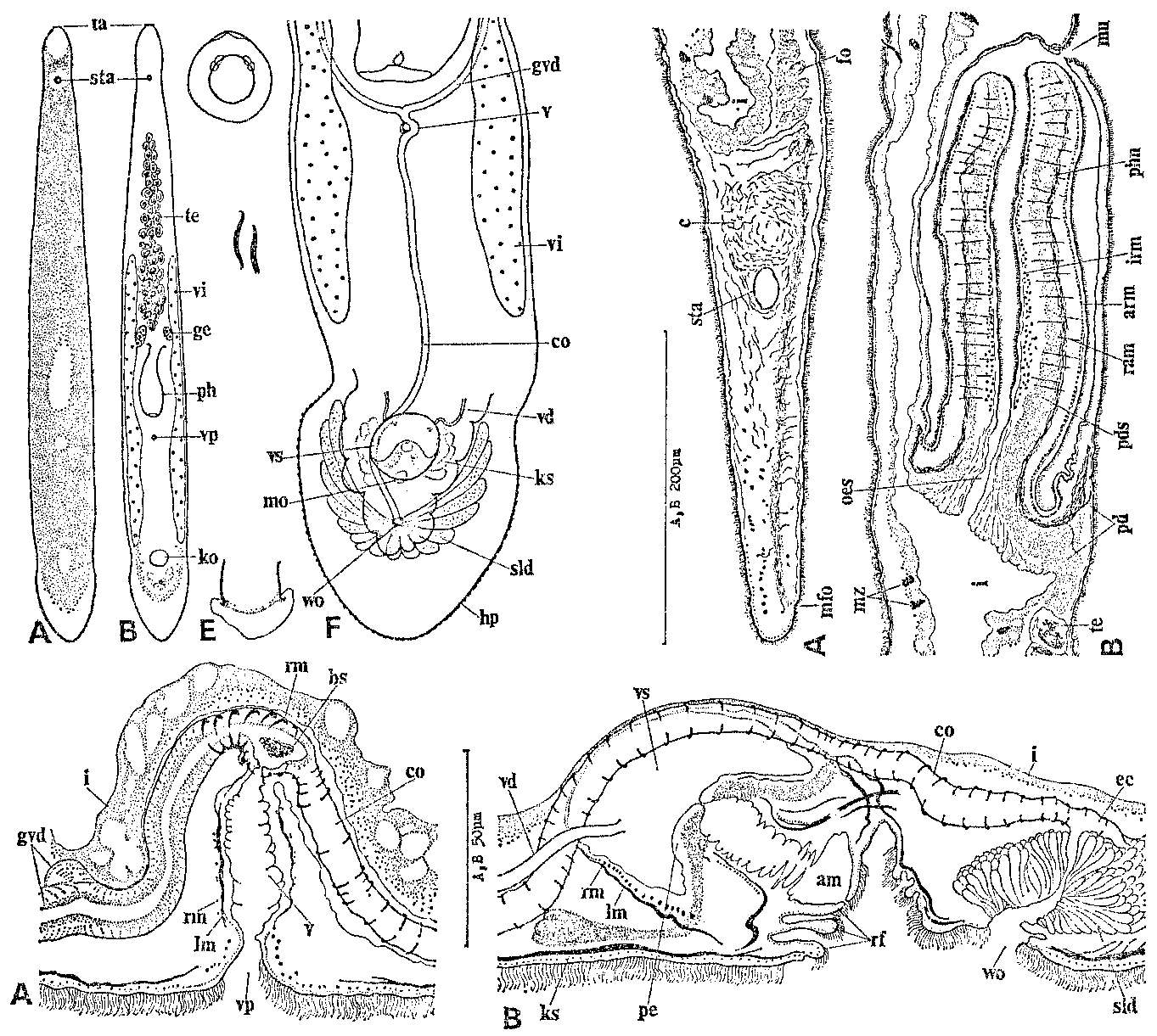 Image of Monocelis colpotriplicis Tajika 1982