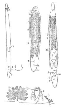 Image of Monocelis durhami Hyman 1964