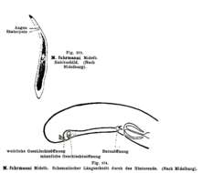 Monocelis fuhrmanni Midelburg 1908的圖片