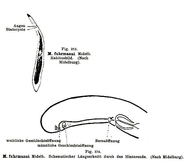 Image of Monocelis fuhrmanni Midelburg 1908