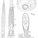 Image of Monocelis galapagoensis Ax & Ax 1977