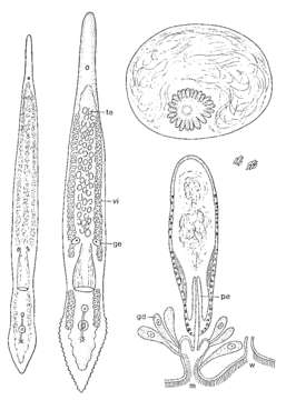 Слика од Monocelis galapagoensis Ax & Ax 1977