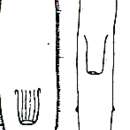 Image of Monocelis gracilis (Meixner 1938)