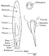 Image of Monocelis nitida Riedl 1959