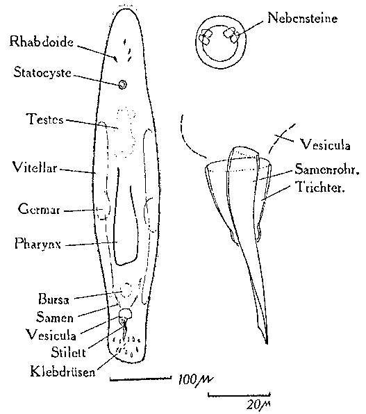 Image of Monocelis nitida Riedl 1959