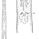Image of Monocelis oculifera Ax & Ax 1977