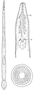 Image of Monocelis oculifera Ax & Ax 1977