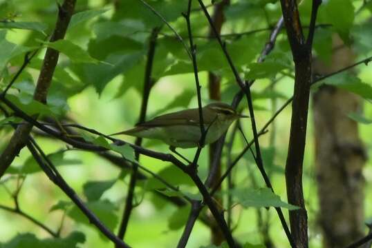 Image of Kamchatka Leaf Warbler