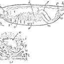 Image of Monocelis psilus (Marcus 1954)